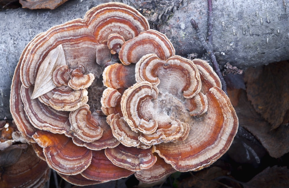 Close Up Of Shelf Fungus Chugach State Park Southcentral Alaska Canvas Art - Carl R Battreall Design Pics (19 x 12)