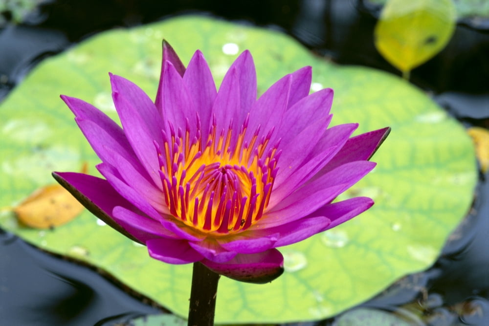 Close-Up Of Single Bright Pink Water Lily With Yellow Center Lily Pad In Background Canvas Art - Bill Brennan Design Pics (38 x 24)