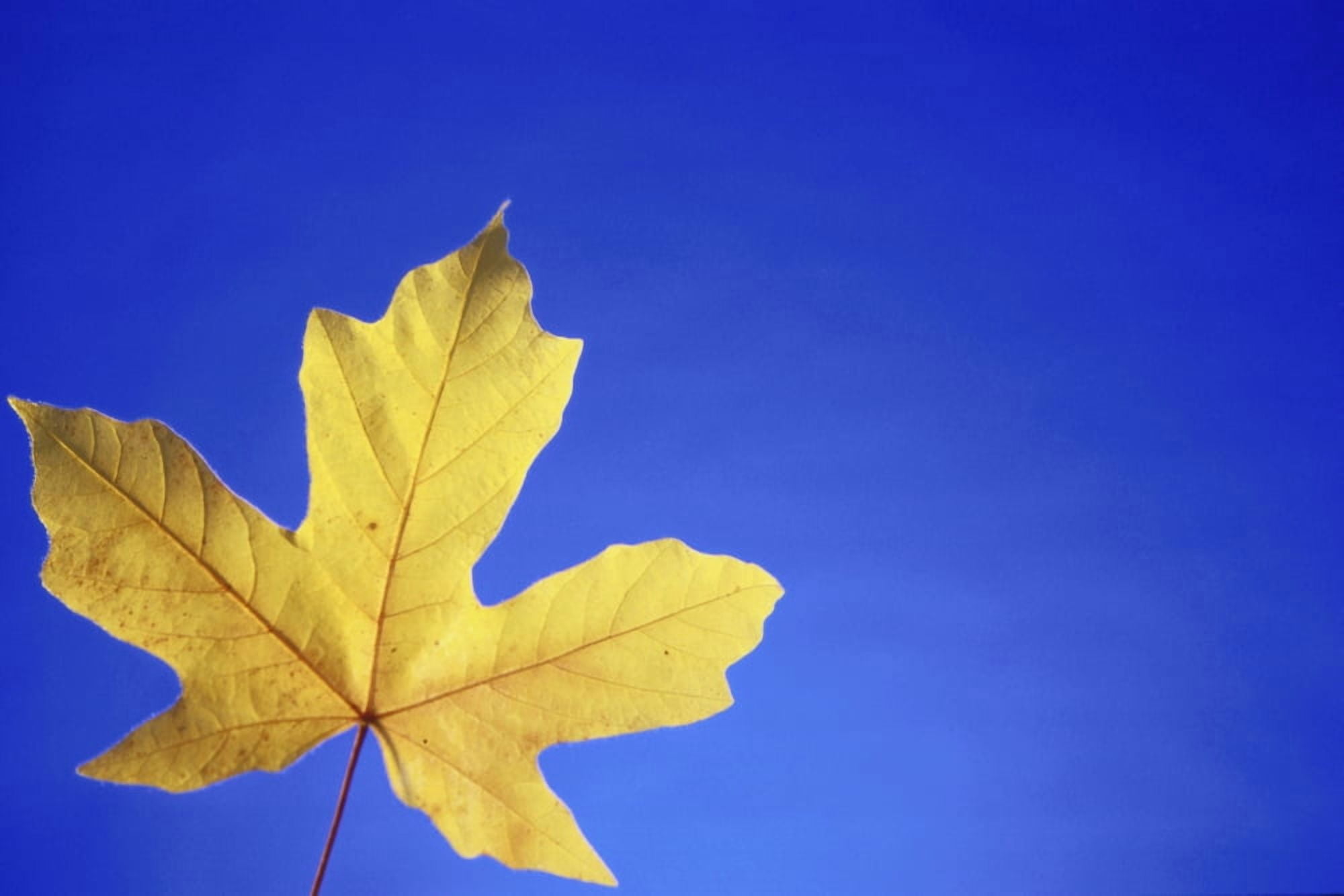 Close-Up Of Single Yellow Maple Leaf In Studio Canvas Art - Kevin Smith Design Pics (19 x 12)