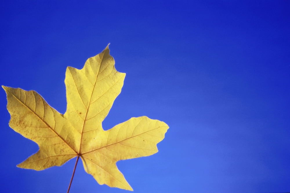Close-Up Of Single Yellow Maple Leaf In Studio Canvas Art - Kevin Smith  Design Pics (38 x 24)