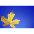 thumbnail image 1 of Close-Up Of Single Yellow Maple Leaf In Studio Poster Print (38 x 24), 1 of 3