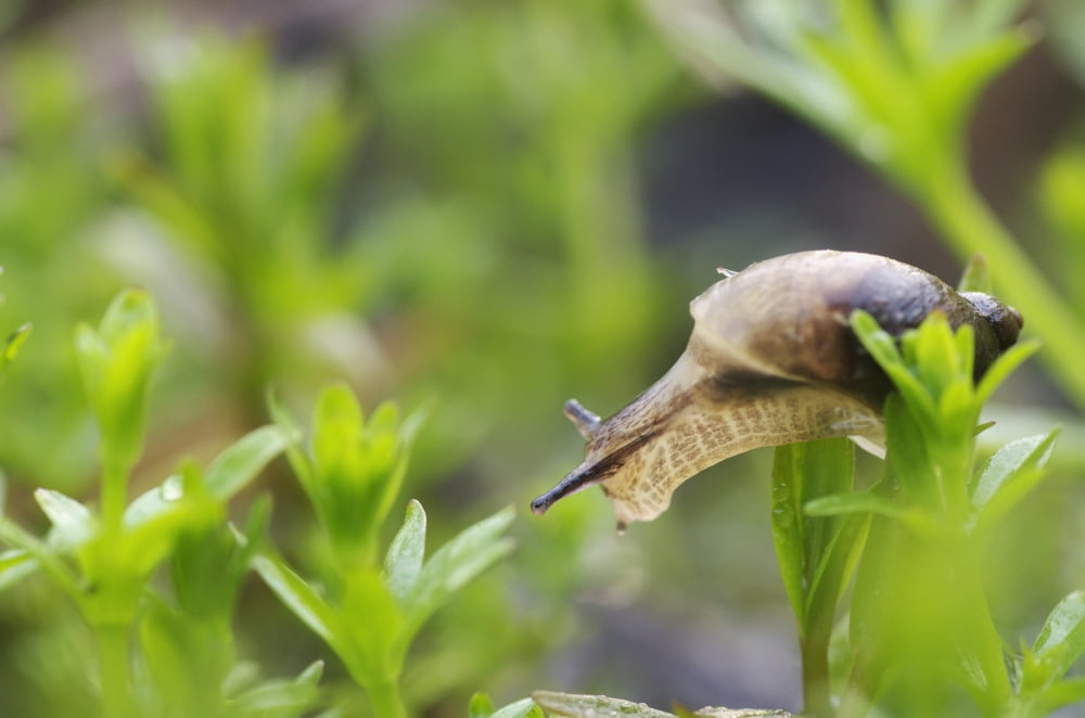 Close-Up Of Snail Pointe-Des-Cascades Quebec Canada Canvas Art - Steeve Marcoux Design Pics (38 x 24)