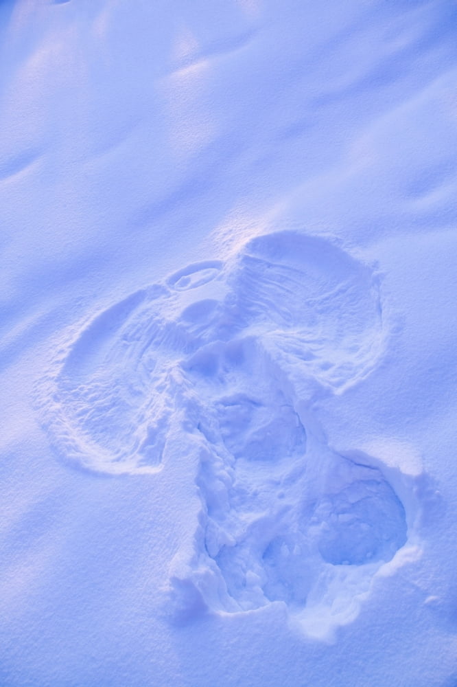 Close Up Of Snow Angel At Sunset With Blue And Pink Highlights Winter Fairbanks Interior Alaska Canvas Art - Kevin Smith Design Pics (12 x 19)