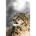 thumbnail image 1 of Close Up Of Snow Leopard by Tom Soucek / Design Pics (22 x 34), 1 of 3