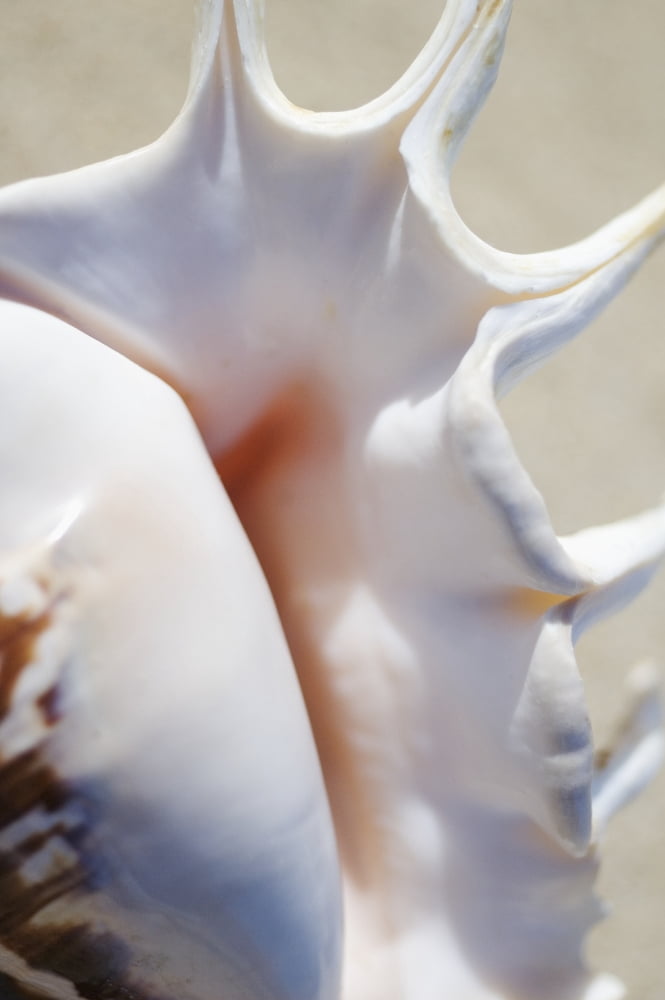 Close-Up Of Spider Conch Shell (Lambis Lambis) Canvas Art - Mary Van de Ven Design Pics (22 x 34)