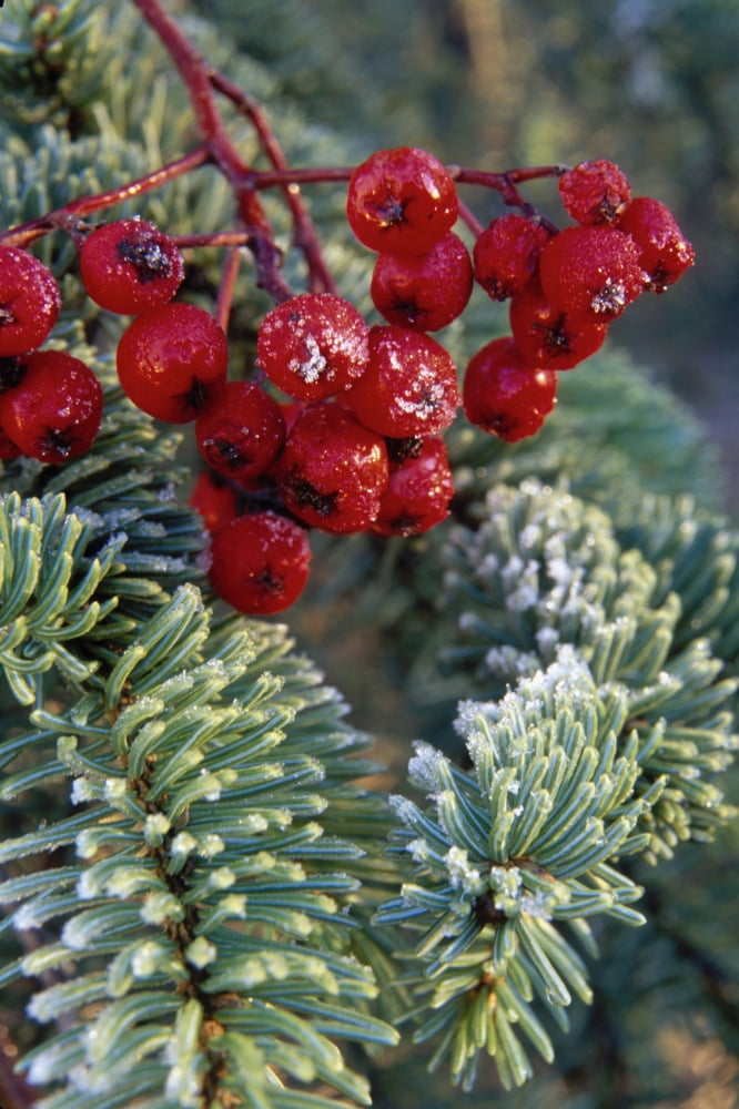 Close Up Of Spruce Needles & Mountain Ash Berries Canvas Art - Jeff Schultz Design Pics (12 x 19)