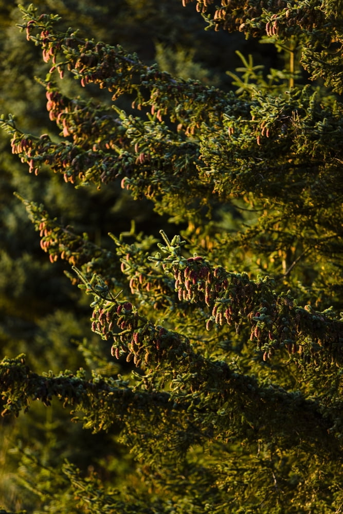 Close Up Of Spruce Tree Autumn Kodiak Island Southwest Alaska Canvas Art - Kevin Smith Design Pics (12 x 18)