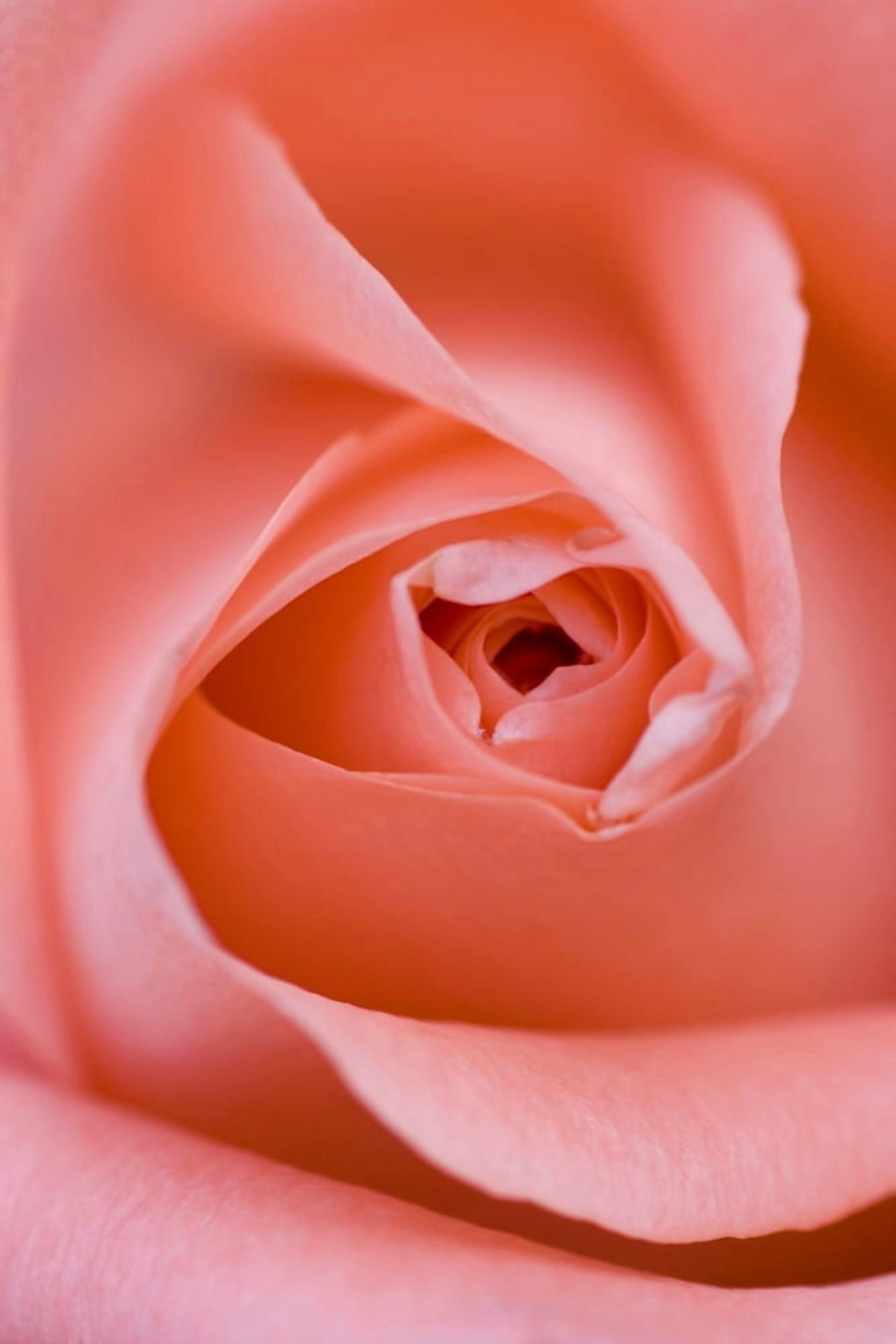 Close Up Of The Inside Of A Pink Rose Canvas Art - Don Hammond Design Pics (11 x 17)