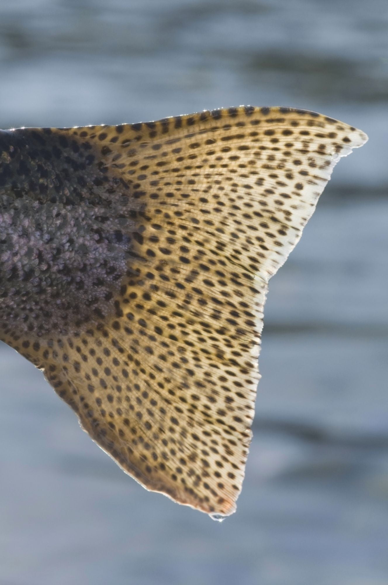 Close Up Of The Tail Of A Rainbow Trout Backlit By Sunshine Kenai River Alaska Canvas Art - Greg Martin Design Pics (12 x 19)