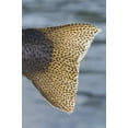 thumbnail image 1 of Close Up Of The Tail Of A Rainbow Trout Backlit By Sunshine Kenai River Alaska Poster Print, 1 of 4