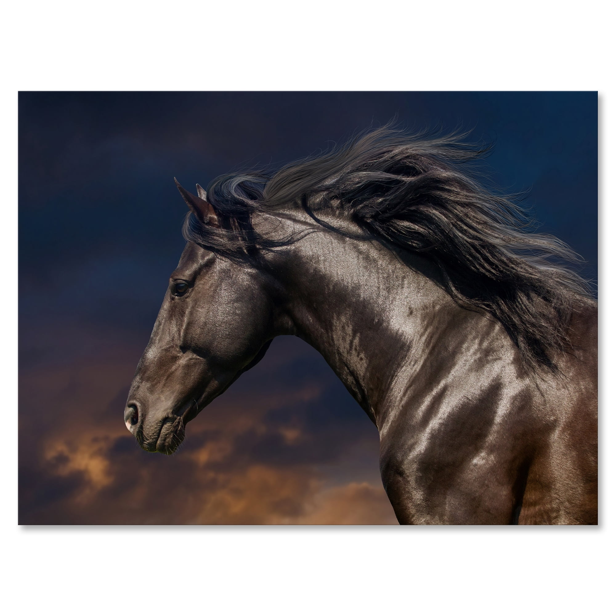 Close Up Of Thoroughbred Nonius Stallion Horse III 8 in x 12 in Photography Canvas Art Print, by Designart