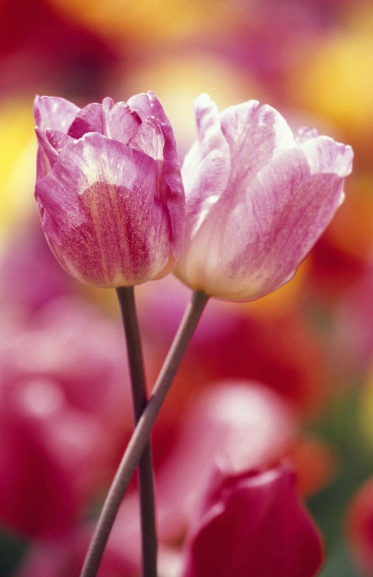Close-Up Of Tulips Canvas Art - Natural Selection Craig Tuttle Design Pics (12 x 18)