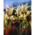 thumbnail image 1 of Close-Up Of Tulips In Merrion Square Garden Dublin Ireland by The Irish Image Collection / Design Pics, 1 of 3
