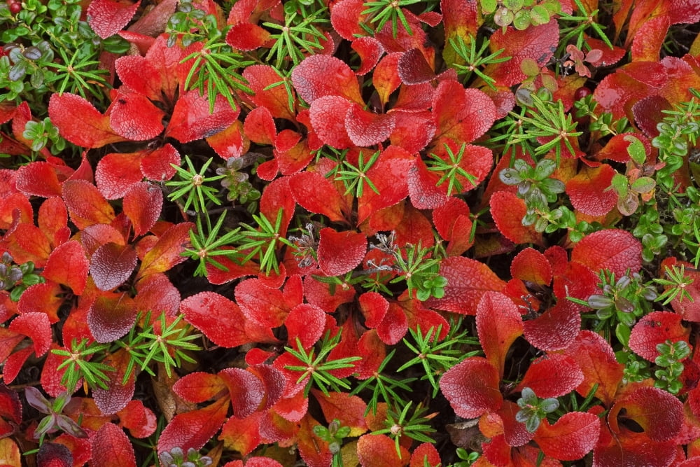 Close-Up Of Tundra Plants In Fall Colors At Denali National Park Alaska Canvas Art - John Delapp Design Pics (34 x 22)