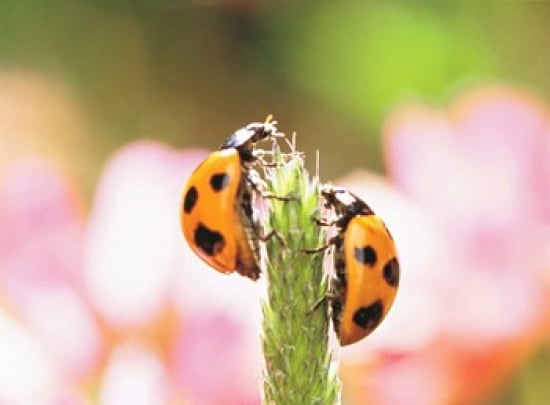 Close Up Of Two Ladybugs Canvas Art - Panoramic Images (24 x 18)