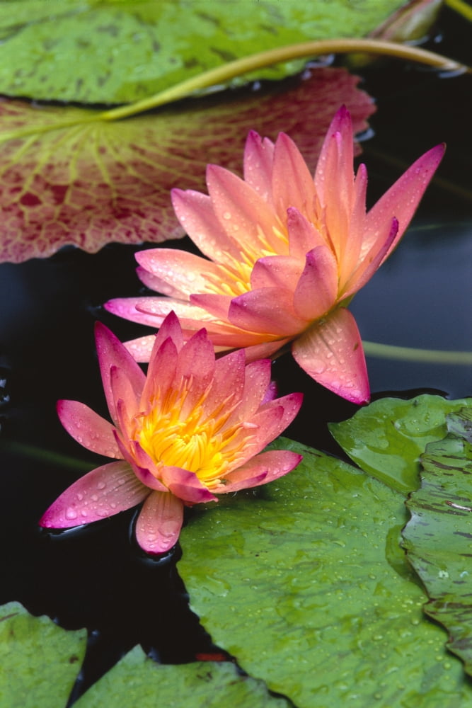 Close-Up Of Two Pink Water Lily Flowers Lily Pads Canvas Art - Bill Brennan Design Pics (12 x 19)