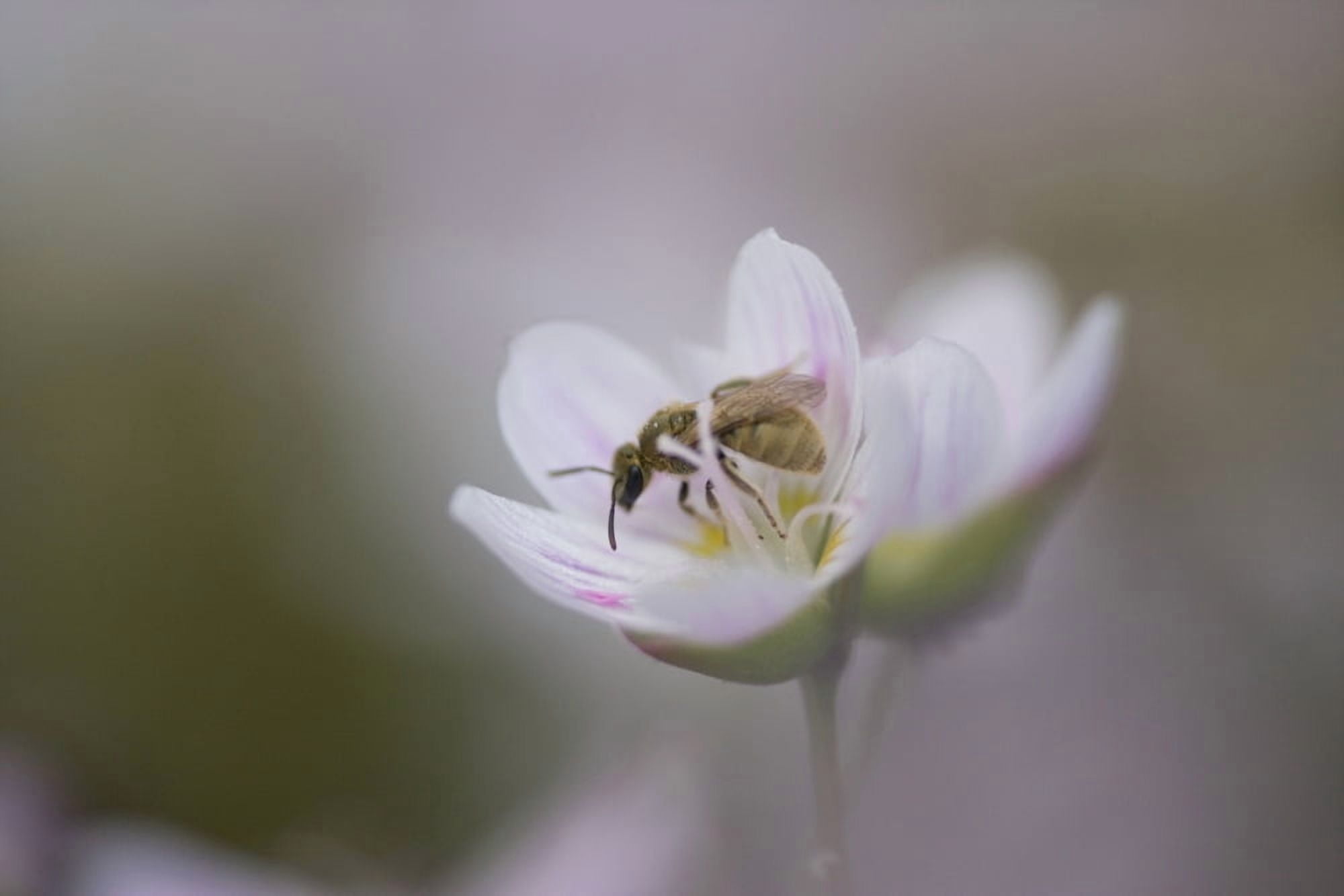 Close-Up Of Wasp Pollinating Eastern Spring Beauty Flower Ontario Canada Canvas Art - Peter Van Rhijn Design Pics (17 x 11)