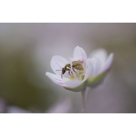 Close-Up Of Wasp Pollinating Eastern Spring Beauty Flower Ontario Canada Canvas Art - Peter Van Rhijn Design Pics (17 x 11)