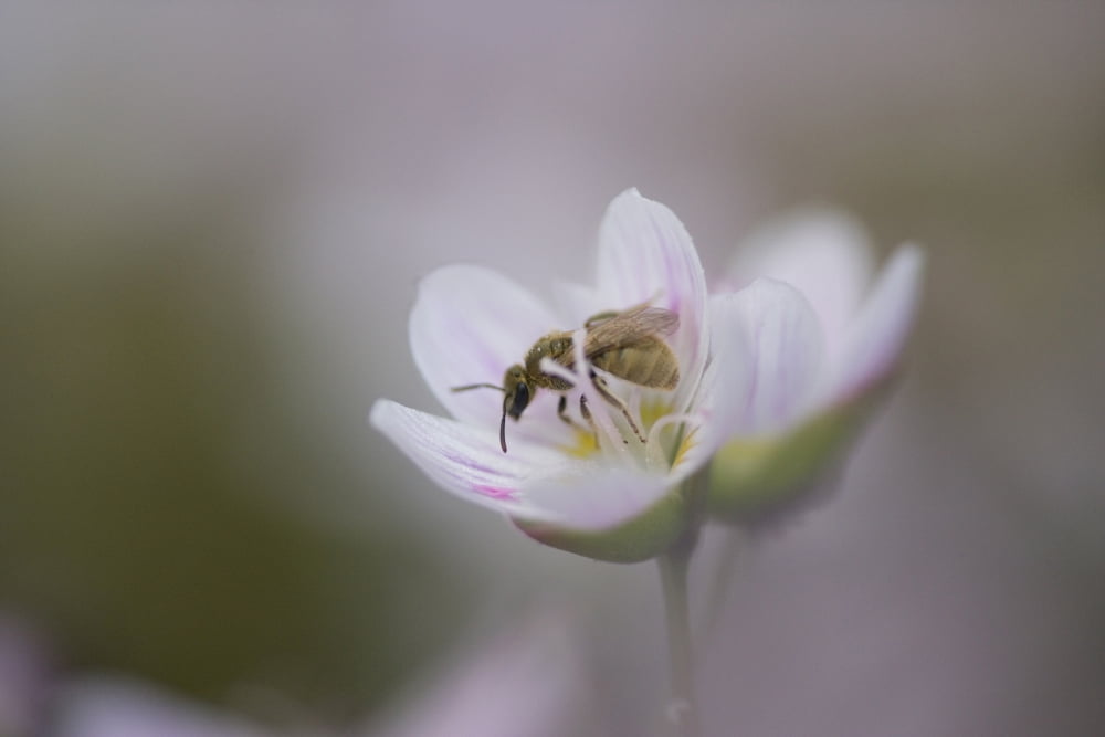 Close-Up Of Wasp Pollinating Eastern Spring Beauty Flower Ontario Canada Canvas Art - Peter Van Rhijn Design Pics (34 x 22)