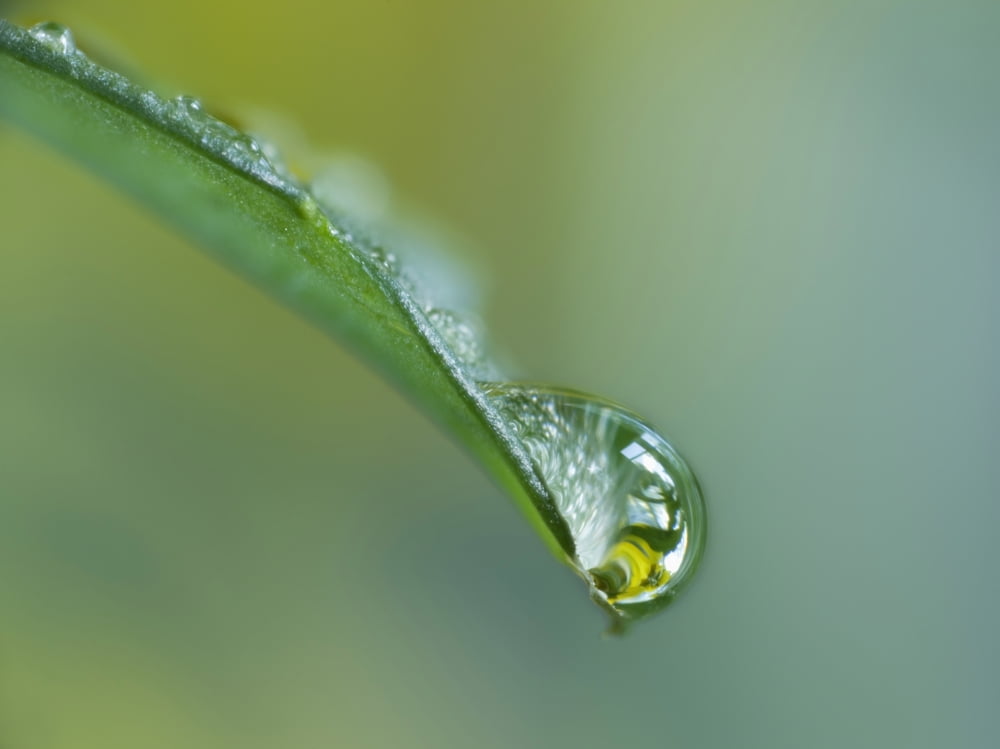 Close Up Of Water Drop On Leaf Canvas Art - Darwin Wiggett Design Pics (16 x 12)
