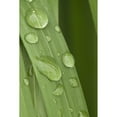 thumbnail image 1 of Close Up Of Water Droplets On A Blade Of Grass Squire Island In Prince William Sound Southcentral Alaska, 1 of 3