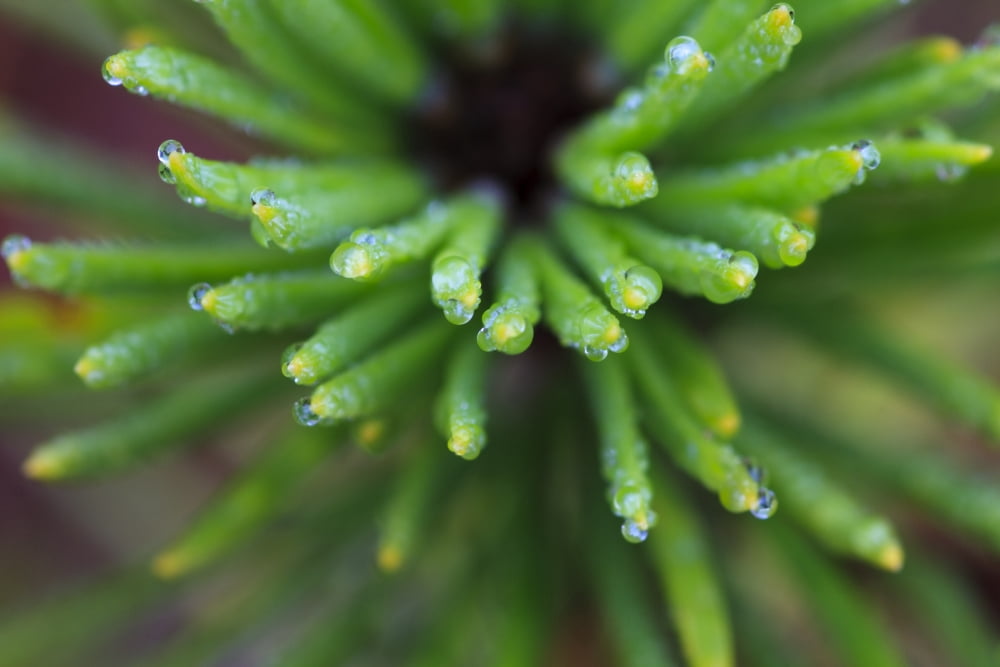 Close Up Of Water Droplets On The Tips Of A Shore Pine Wrangell Island Alaska Canvas Art - Quentin Smith Design Pics (17 x 11)