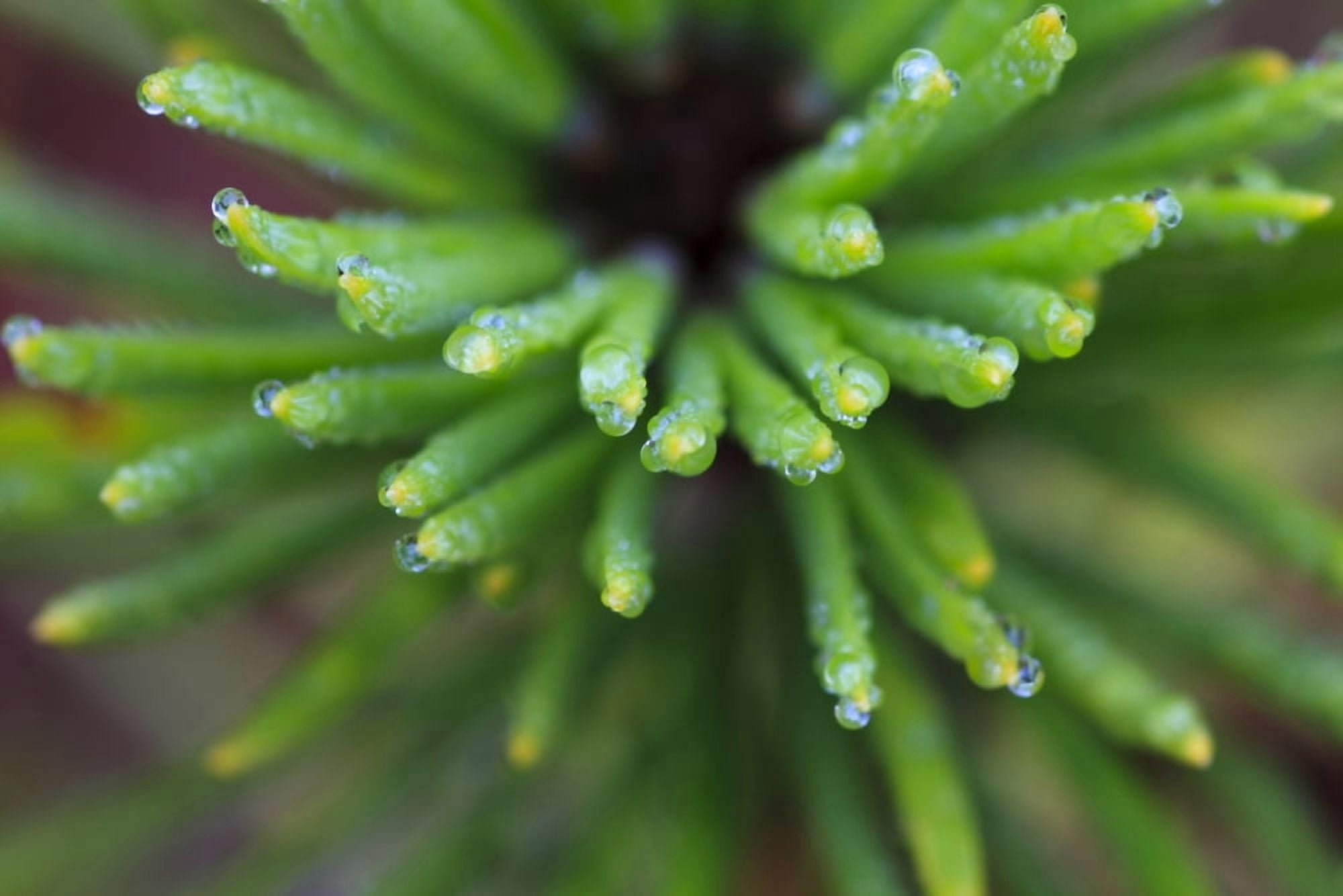 Close Up Of Water Droplets On The Tips Of A Shore Pine Wrangell Island Alaska Canvas Art - Quentin Smith Design Pics (34 x 22)