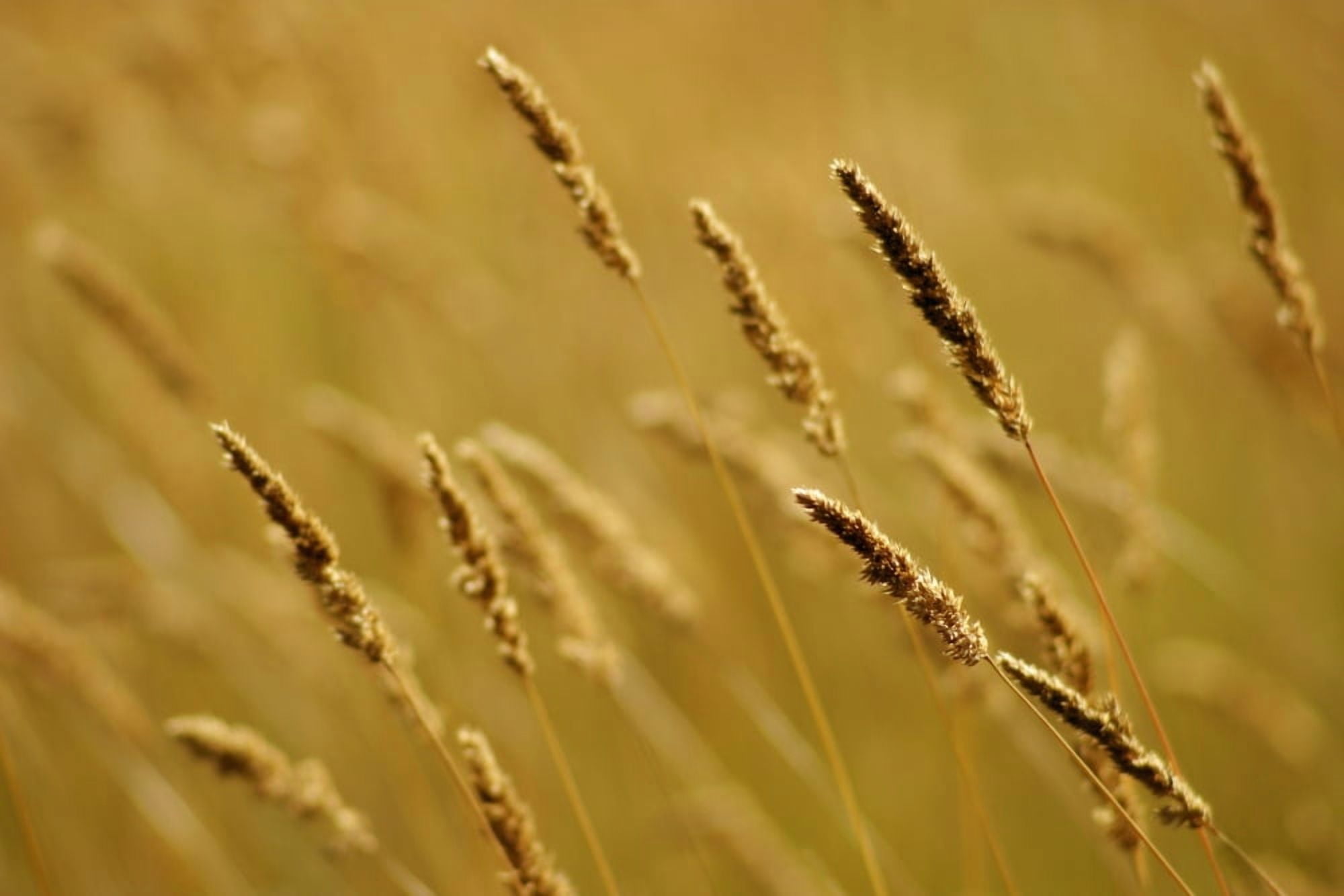 Close-Up Of Wheat Canvas Art - Jim Weeks Design Pics (17 x 11)