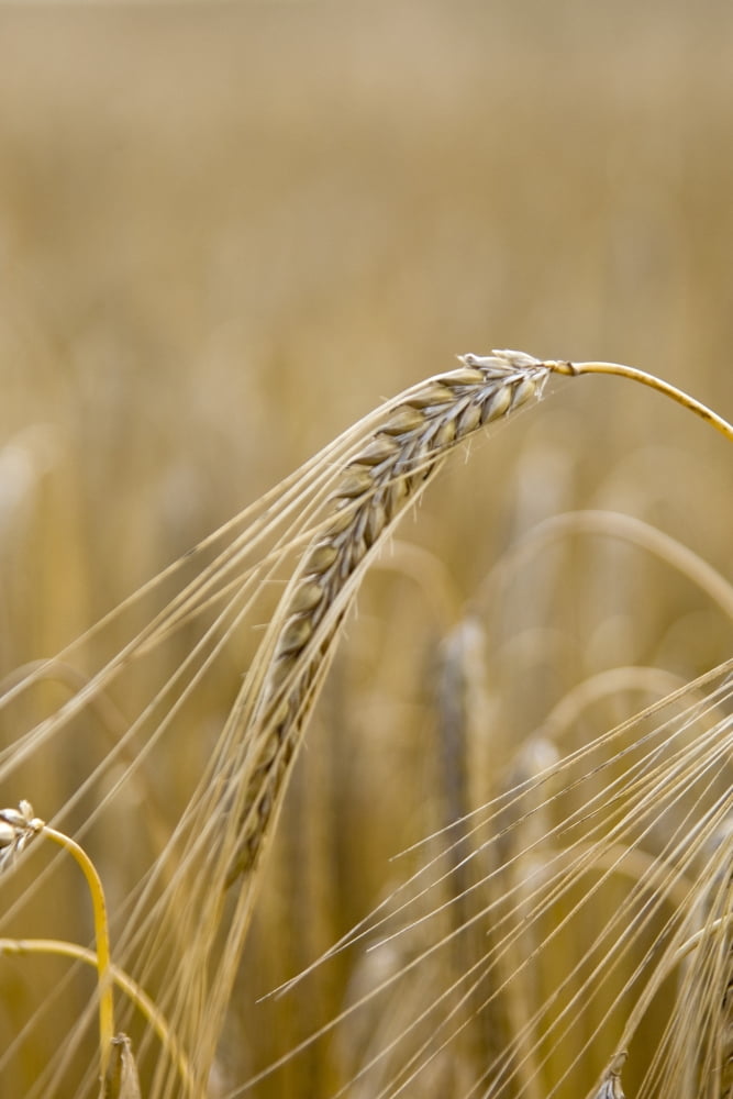 Close-Up Of Wheat Canvas Art - John Short Design Pics (11 x 17)