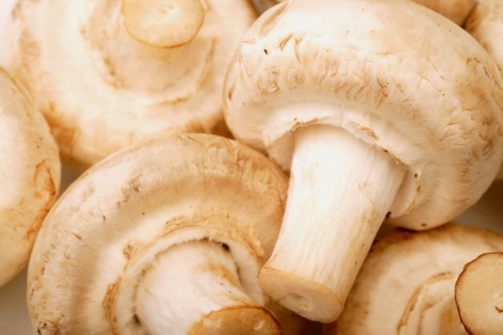 Close Up Of White Mushrooms Canvas Art - Darren Greenwood Design Pics (34 x 22)