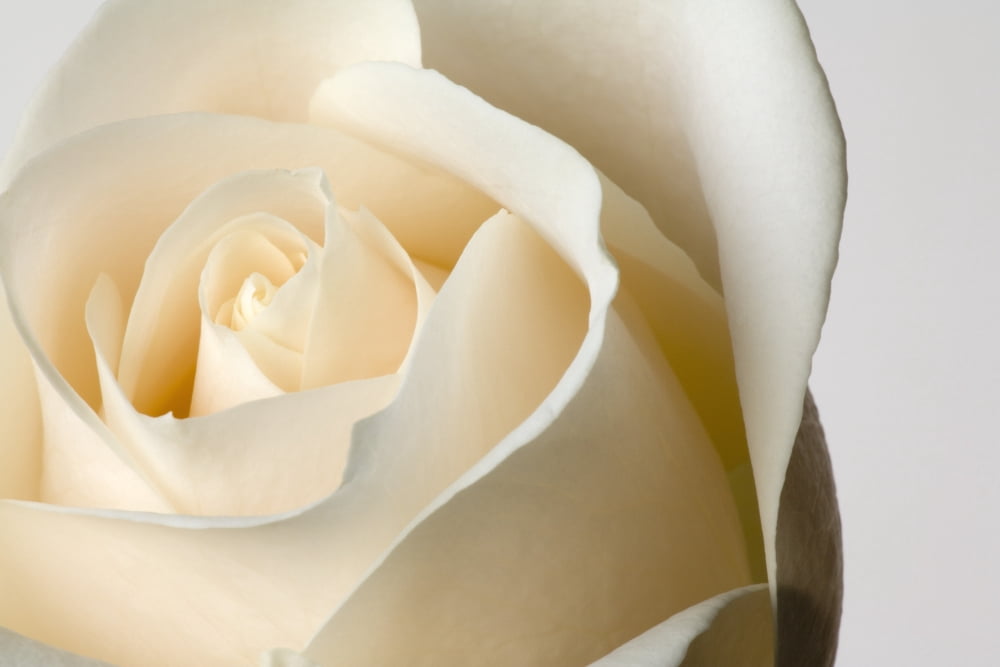Close-Up Of White Rose Against White Background Canvas Art - Steven Raniszewski Design Pics (18 x 12)