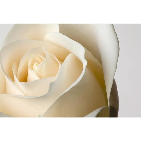 Close-Up Of White Rose Against White Background Poster Print