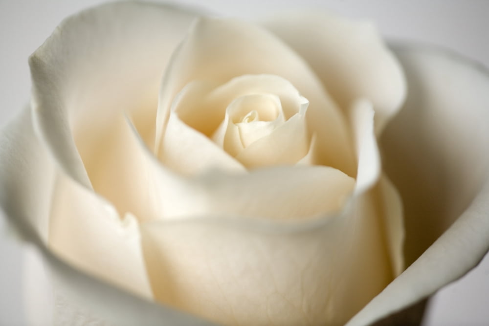 Close-Up Of White Rose Canvas Art - Steven Raniszewski  Design Pics (18 x 12)