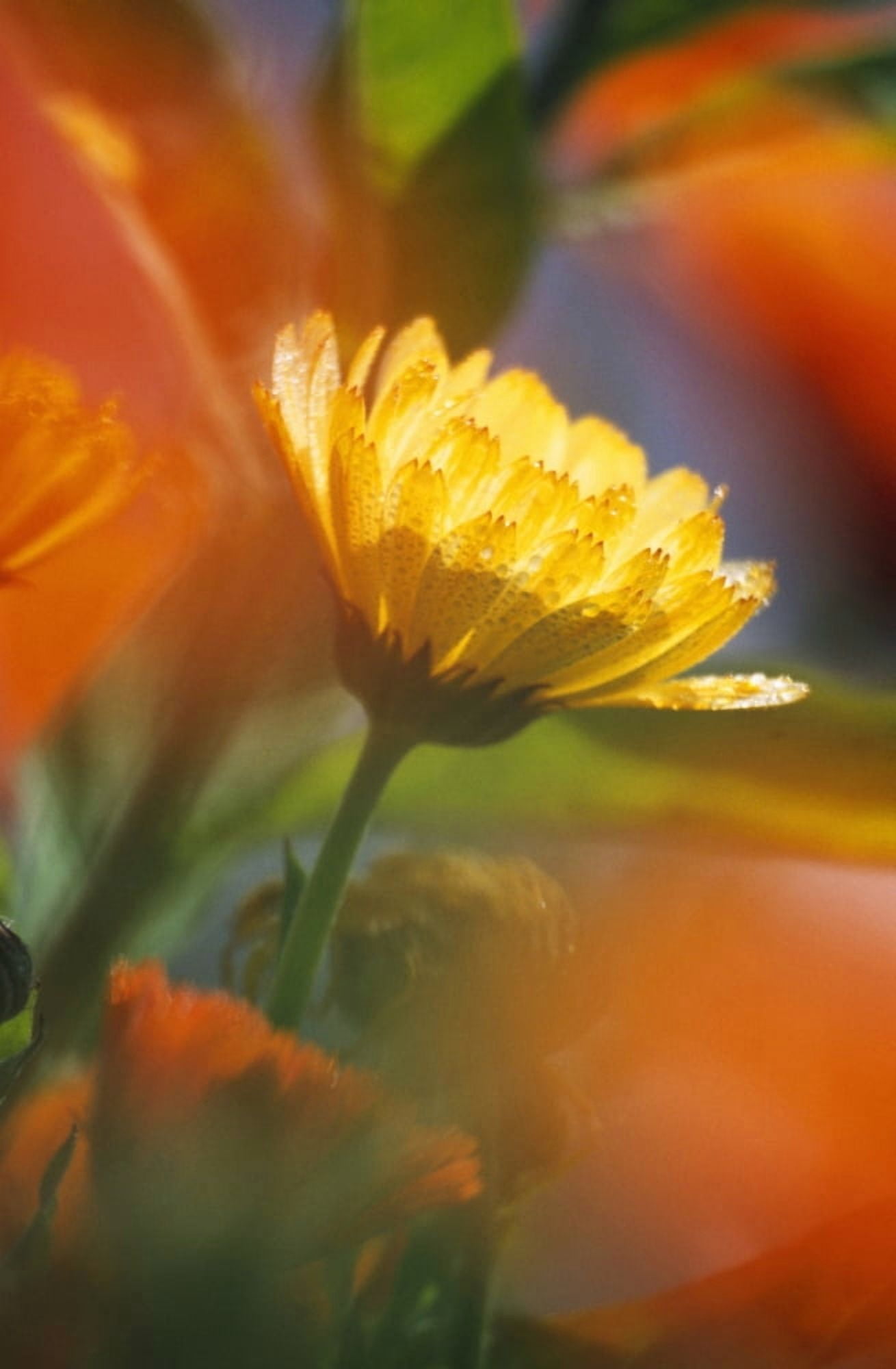Close-Up Of Wildflower Canvas Art - Natural Selection Craig Tuttle Design Pics (24 x 36)