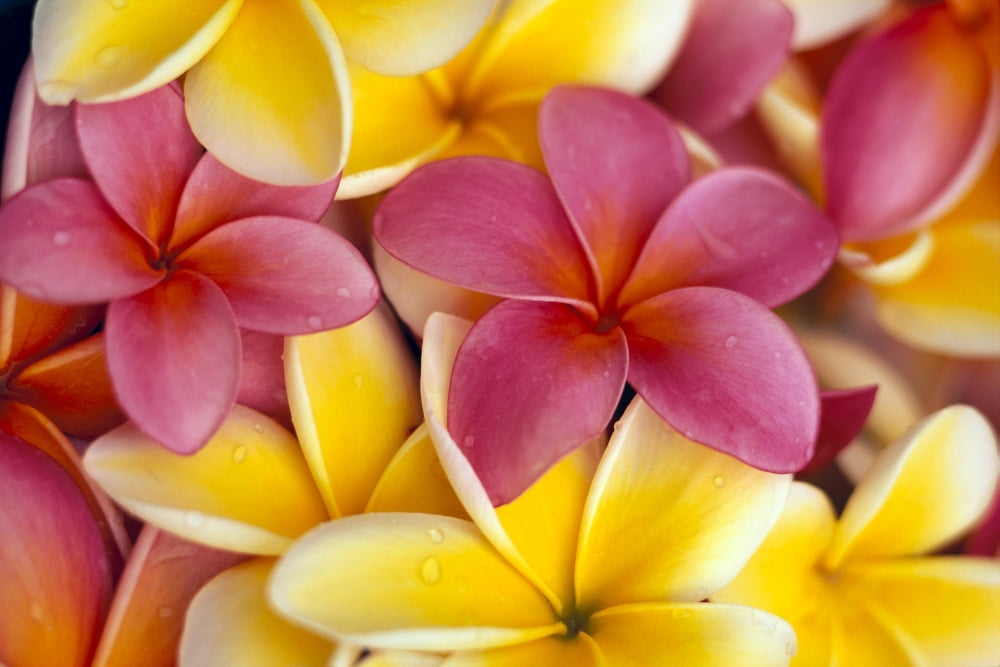 Close-Up Of Yellow And Pink Plumeria Flowers C1662 Canvas Art - Dana Edmunds Design Pics (38 x 24)