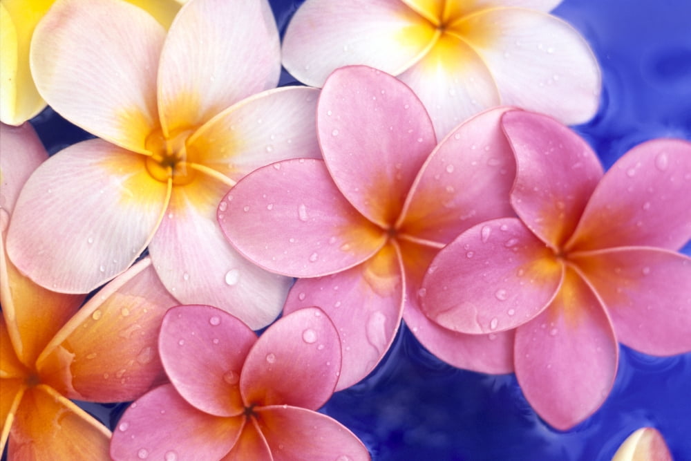 Close-Up Of Yellow And Pink Plumeria Flowers Floating Water Drops With Blue Background Canvas Art - Dana Edmunds Design Pics (19 x 12)