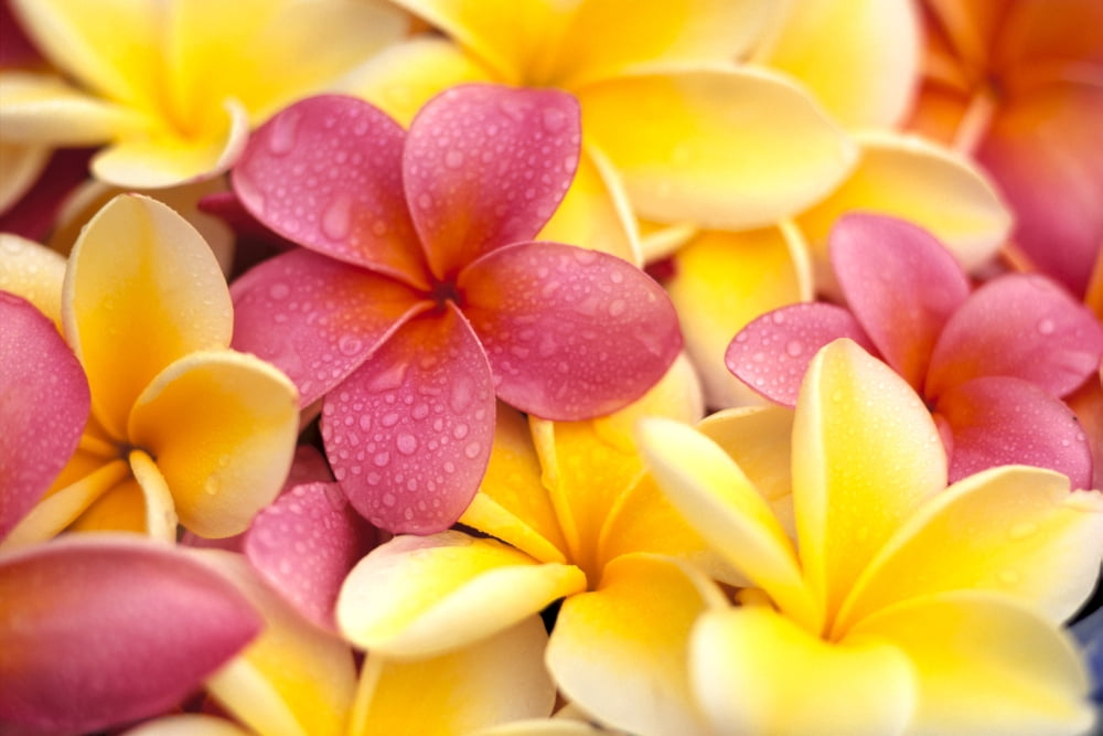 Close-Up Of Yellow And Pink Plumeria Flowers Water Drops On Petals Canvas Art - Dana Edmunds Design Pics (38 x 24)