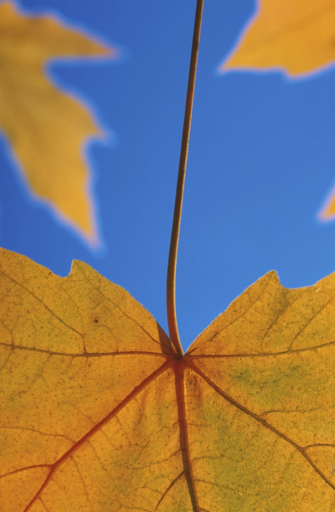 Close-Up Of Yellow Maple Leaves In Studio Canvas Art - Kevin Smith Design Pics (12 x 19)