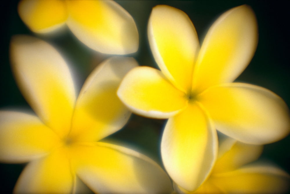 Close-Up Of Yellow Plumeria Flowers Soft Focus B1596 Canvas Art - Joe Carini Design Pics (19 x 12)