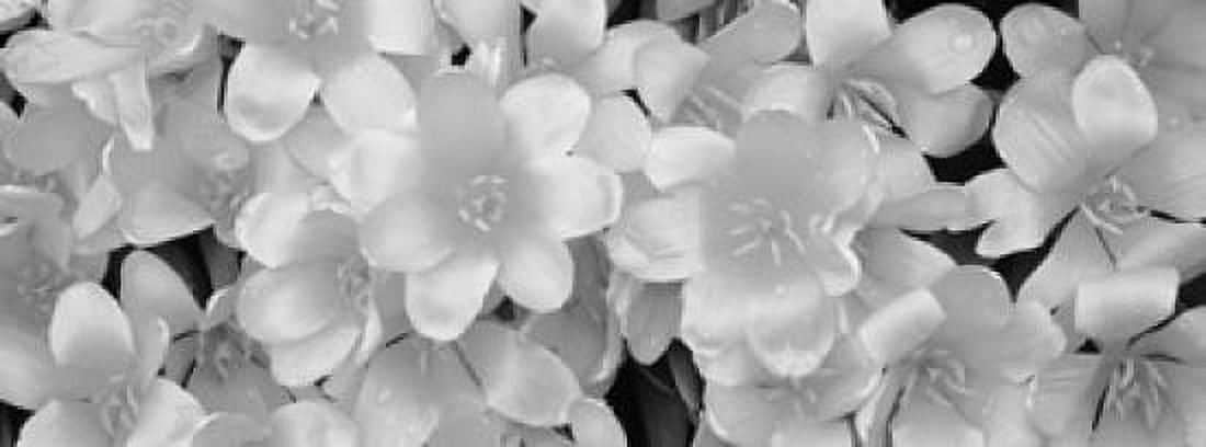 Close-Up Of Yellow Tulips Canvas Art - Panoramic Images (36 x 13)