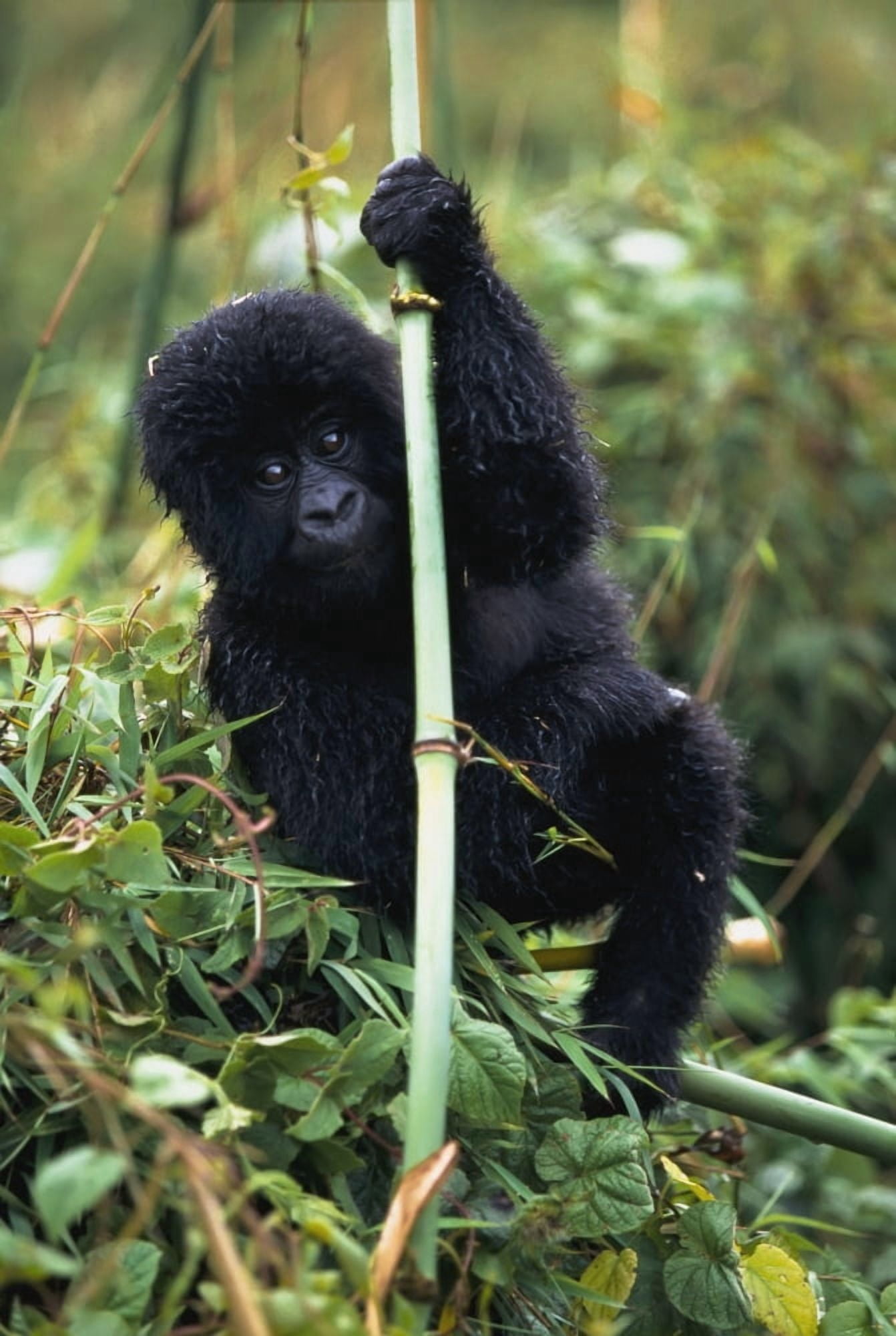 Close-Up Of Young Gorilla Looking At Camera Canvas Art - Jim Holmes Design Pics (24 x 36)