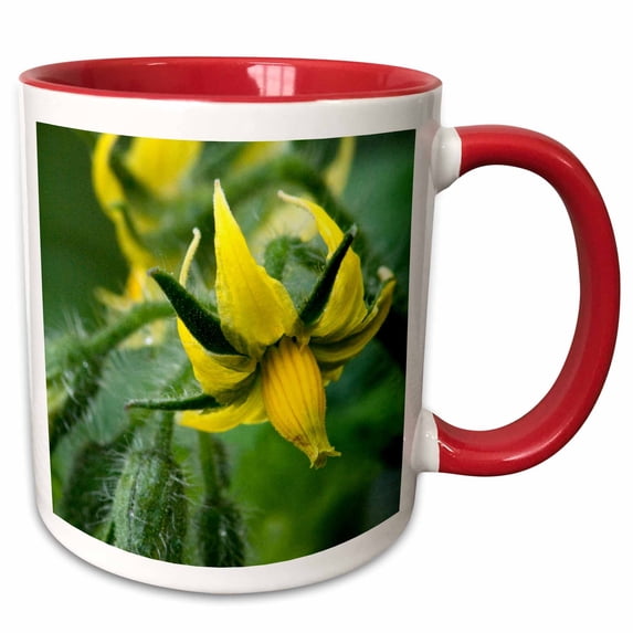 3drose, Close-up of Young Squash Blossom., 11oz Two-tone Red Mug