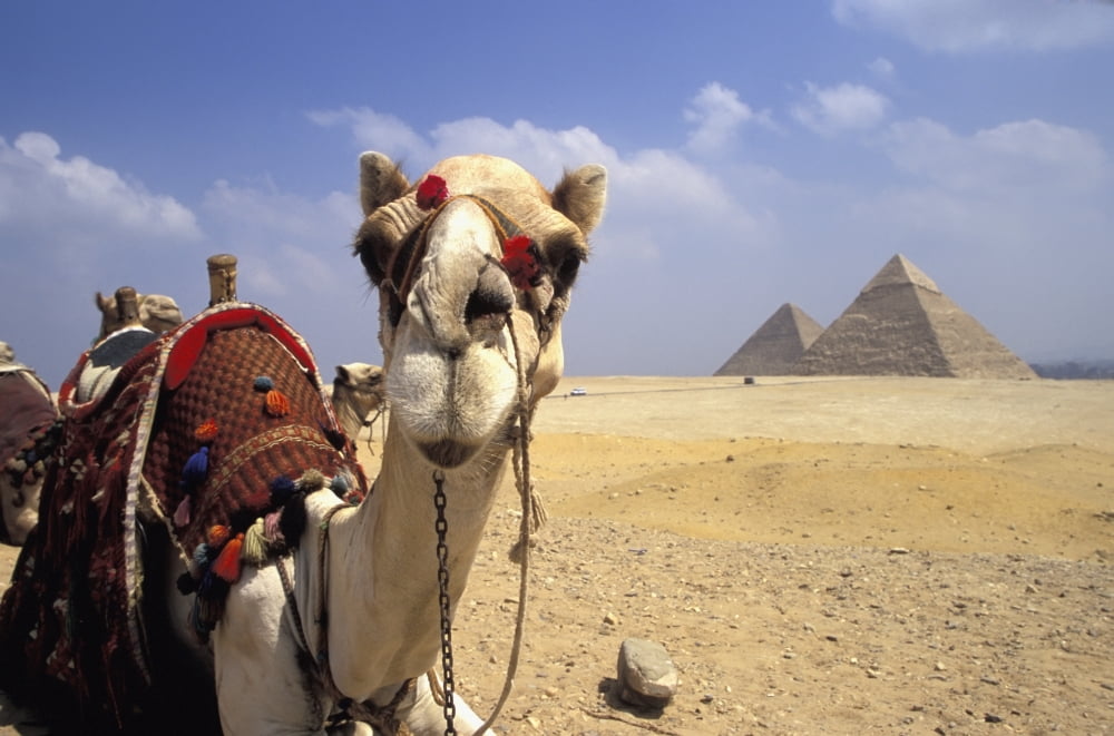 Close-Up On A Camel Looking At The Camera With Pyramids In The Background Giza Egypt Giza Egypt Canvas Art - Chris Bradley Design Pics (19 x 12)