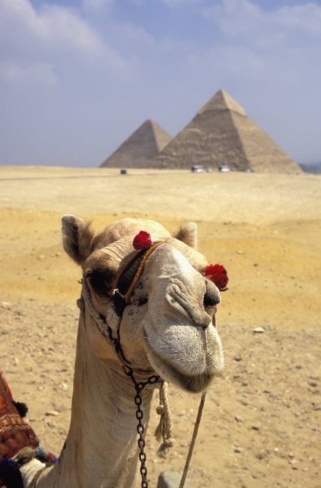 Close-Up On A Camel Looking At The Camera With Pyramids In The Background Giza Egypt Giza Egypt Canvas Art - Chris Bradley Design Pics (24 x 38)