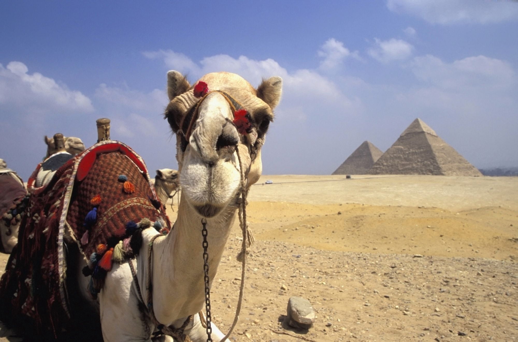 Close-Up On A Camel Looking At The Camera With Pyramids In The Background Giza Egypt Giza Egypt Canvas Art - Chris Bradley Design Pics (38 x 24)