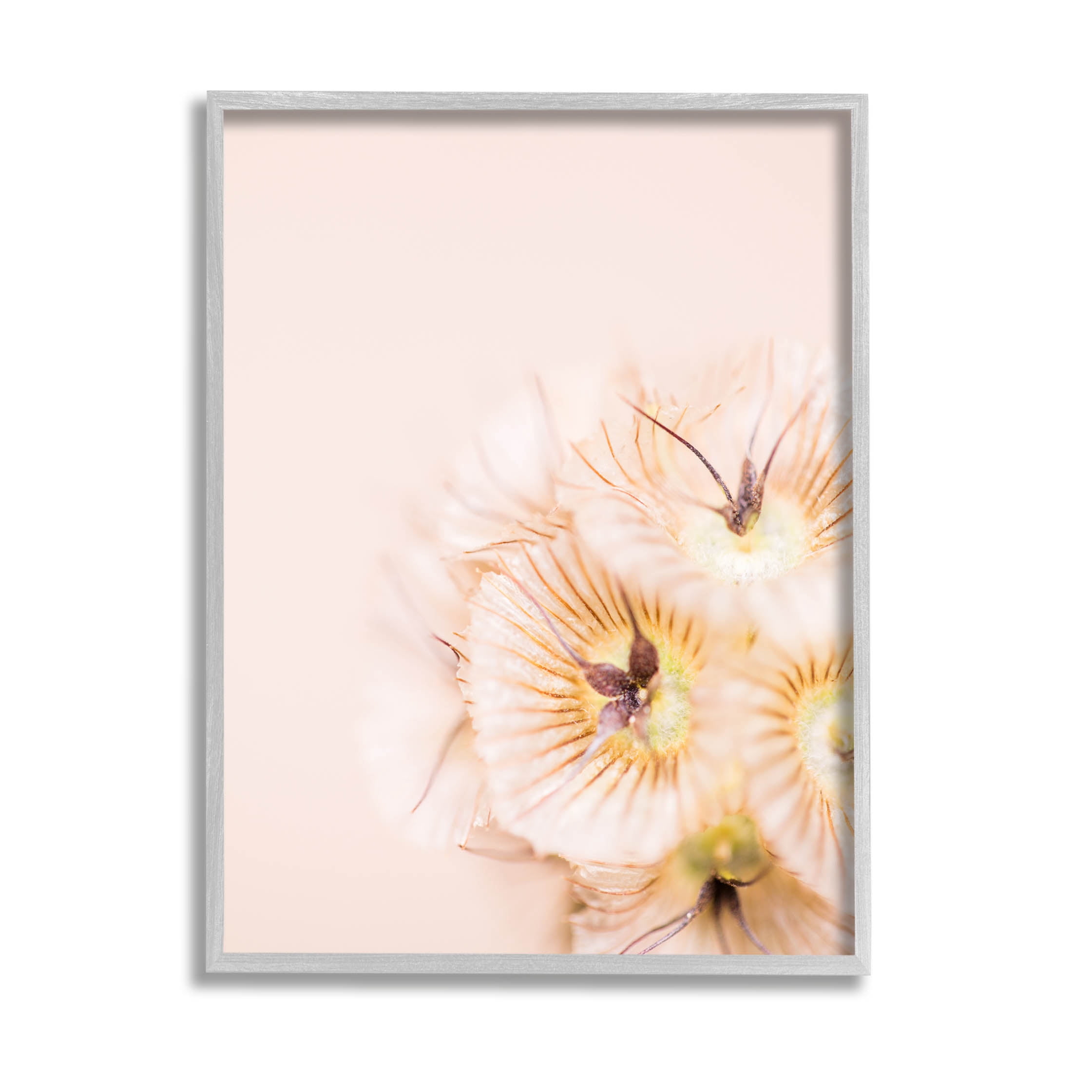 Close Up Pink Flower Anther Botanical & Floral Photograph Gray Framed Art Print Wall Art