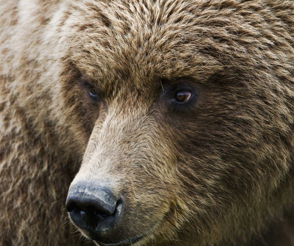 Close Up Portrait Of A Brown Bear In Hallo Bay Katmai National Park Southwest Alaska Summer Canvas Art - Cathy Hart Design Pics (17 x 14)