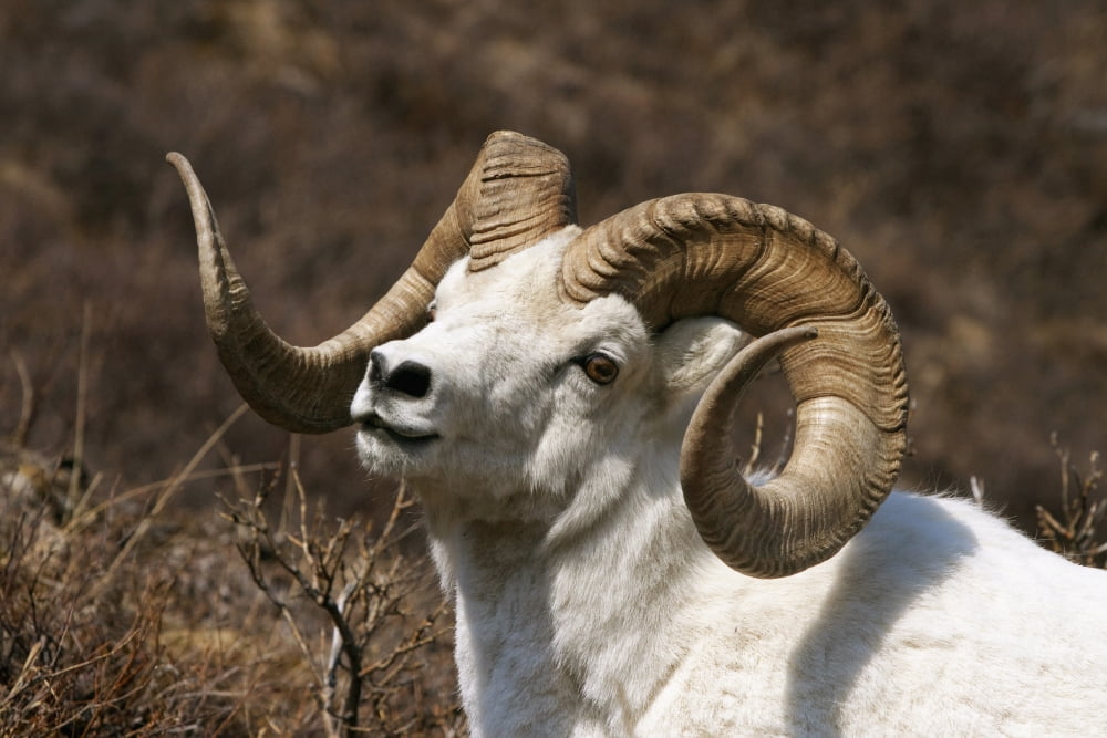 Close Up Portrait Of A Full-Curl Dall Sheep Ram Denali National Park Interior Alaska Spring Canvas Art - Doug Lindstrand Design Pics (17 x 11)