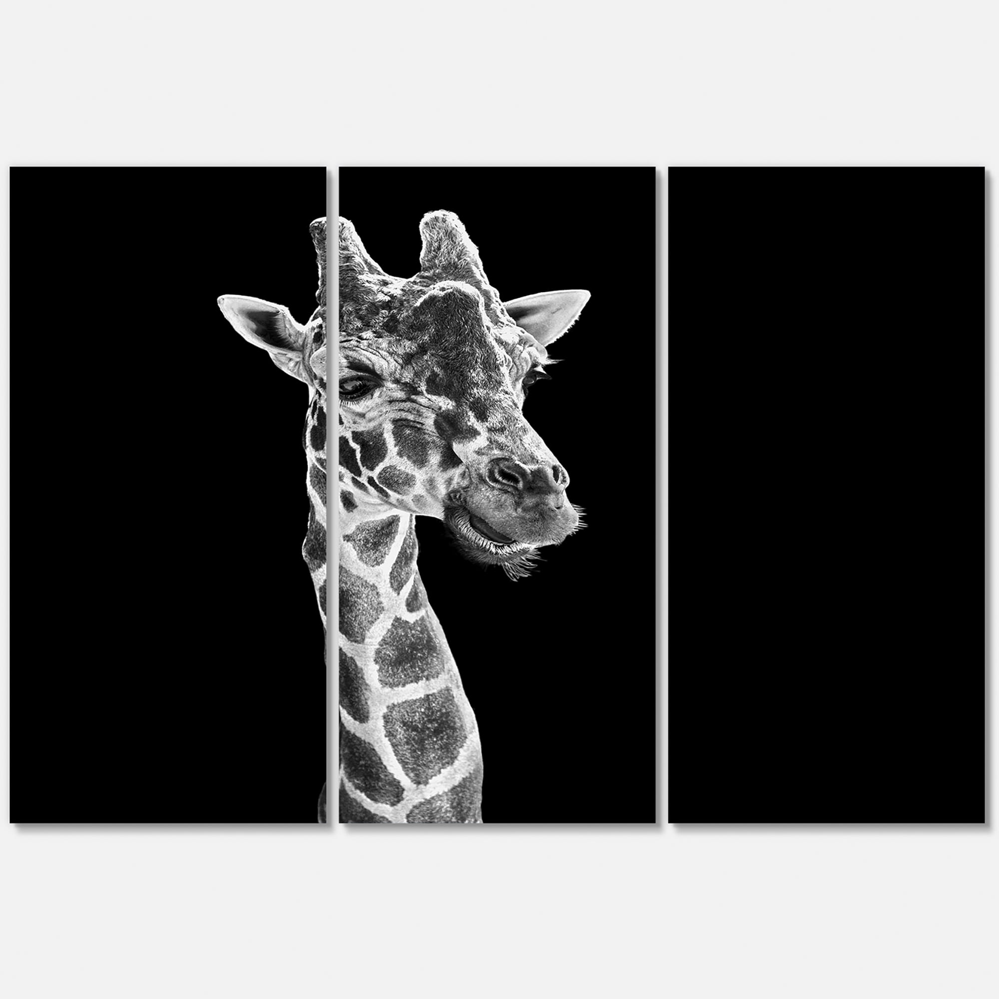 Close Up Portrait Of A Giraffe On Black II 28 in x 36 in Photography Canvas Art Print, by Designart