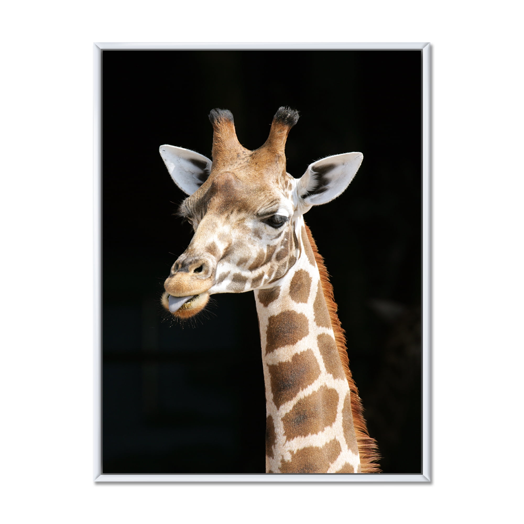 Close Up Portrait Of A Giraffe On Black III 30 in x 40 in Framed Photography Canvas Art Print, by Designart